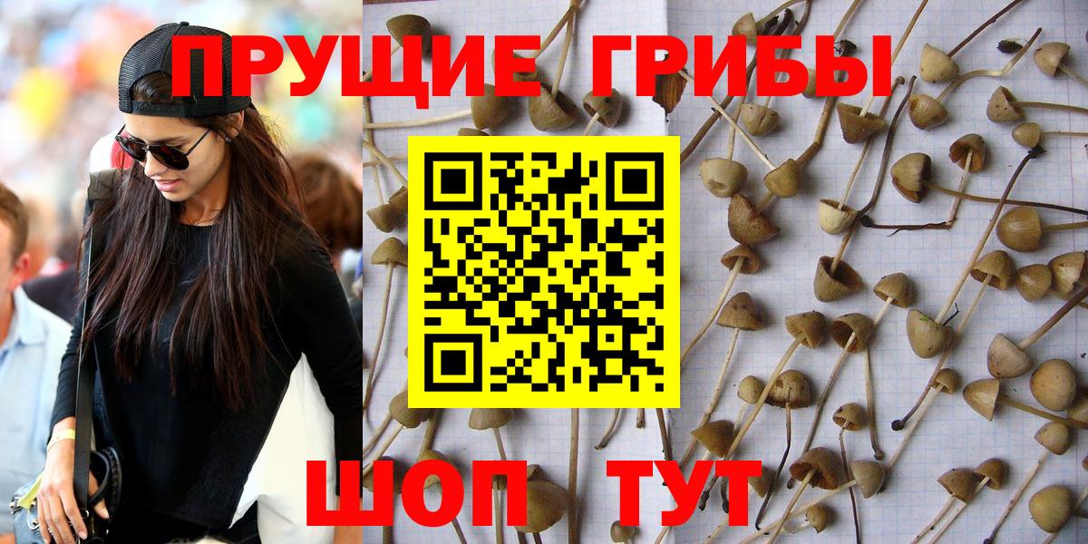 Галлюциногенные грибы прущие грибы Кольчугино